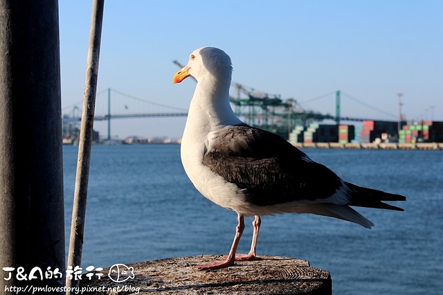 【美國西岸♥San Pedro】San Pedro Fish Market–一年一度海鮮餐會登場啦~蝦子超新鮮!魚排大塊又超厚!!!