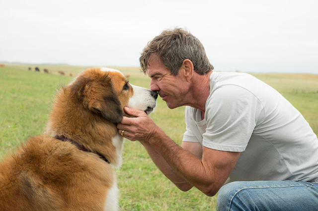 【電影心得】為了與你相遇 A Dog’s Purpose。為了與你相遇影評/電影為了與你相遇心得/為了與你相遇評論/為了與你相遇評價/A Dog’s Purpose影評/再次相遇/一條狗的使命