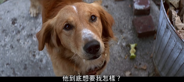 【電影心得】為了與你相遇 A Dog’s Purpose。為了與你相遇影評/電影為了與你相遇心得/為了與你相遇評論/為了與你相遇評價/A Dog’s Purpose影評/再次相遇/一條狗的使命