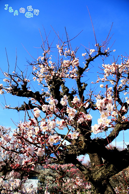 【日本大阪旅遊景點】大阪城梅林&大阪城公園–不用花錢就能欣賞美麗的梅花唷！