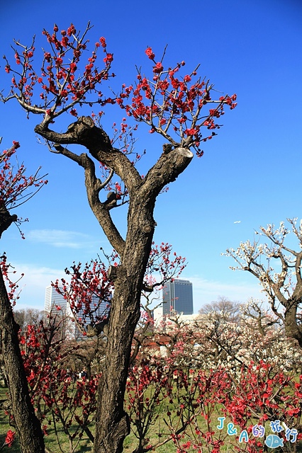 【日本大阪旅遊景點】大阪城梅林&大阪城公園–不用花錢就能欣賞美麗的梅花唷！