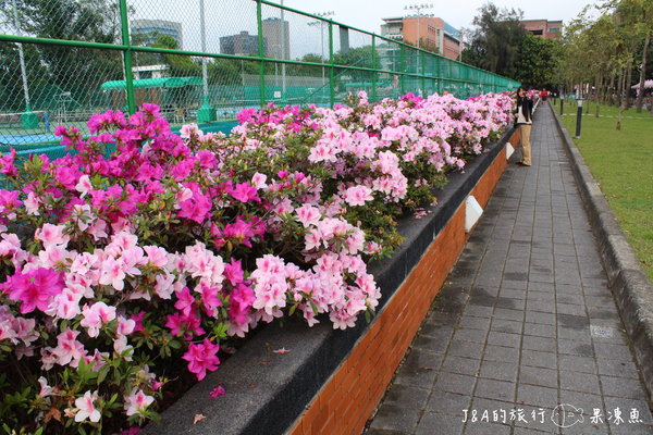 【捷運公館】台大杜鵑花節–欣賞杜鵑花不用上山，在市區就看的到囉!