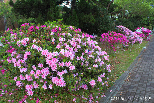 【捷運公館】台大杜鵑花節–欣賞杜鵑花不用上山，在市區就看的到囉!