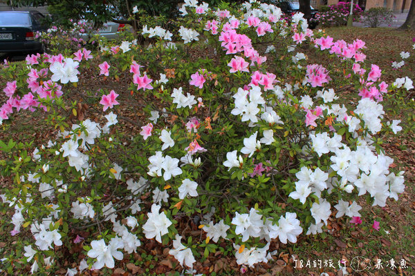 【捷運公館】台大杜鵑花節–欣賞杜鵑花不用上山，在市區就看的到囉!