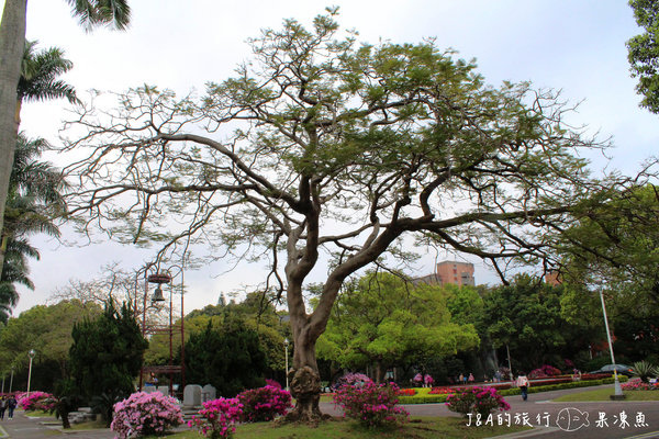 【捷運公館】台大杜鵑花節–欣賞杜鵑花不用上山，在市區就看的到囉!