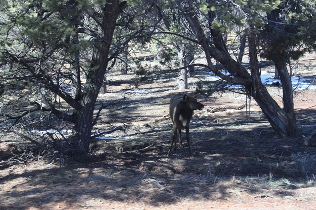 【美國西岸】大峽谷國家公園 Grand Canyon National Park–不得不讚嘆大自然的奧妙