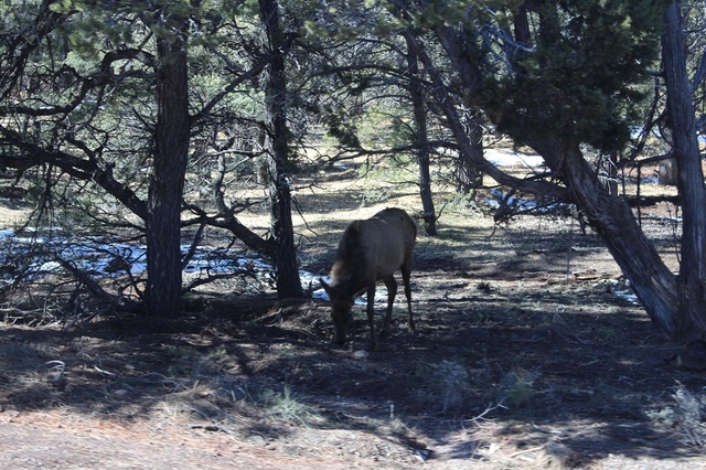 【美國西岸】大峽谷國家公園 Grand Canyon National Park–不得不讚嘆大自然的奧妙