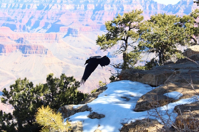 【美國西岸】大峽谷國家公園 Grand Canyon National Park–不得不讚嘆大自然的奧妙