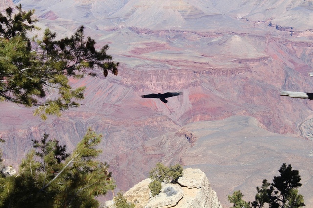 【美國西岸】大峽谷國家公園 Grand Canyon National Park–不得不讚嘆大自然的奧妙