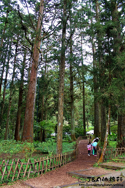 【南投旅遊】台大溪頭教育中心 新別墅區–鄰近妖怪村，享受森林芬多精的住宿環境